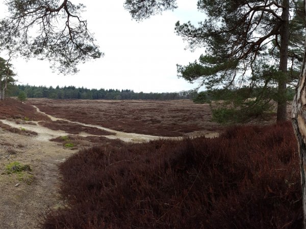 Diever is door Nederlandse consumenten verkozen tot 1 van de 4 beste vakantiebestemmingen van NL!