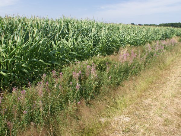 Fietsen langs de maisvelden...